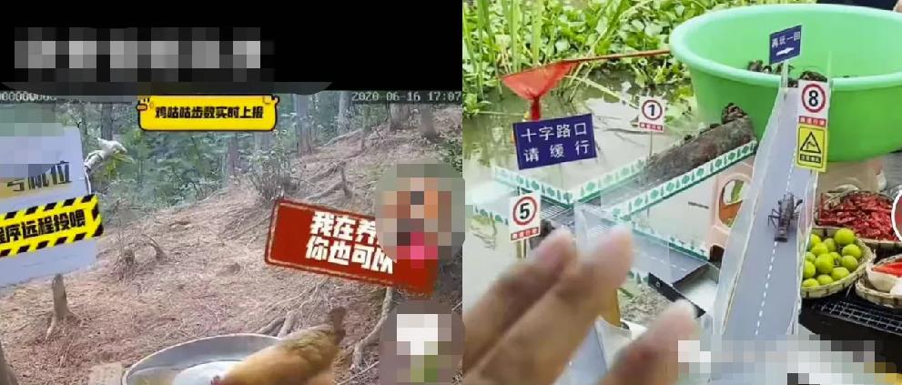2个短视频暴利賺米项目，新手学会一天赚500