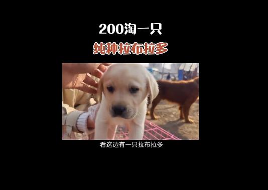 抖音快手卖猫狗，0门槛，月销30万！