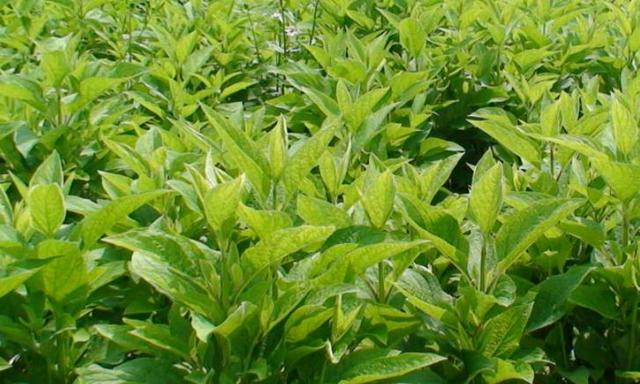现在什么种植賺米？种植賺米就看这里