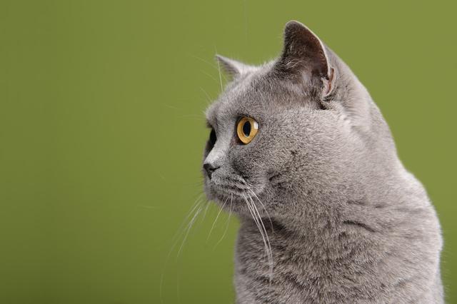一本万利的买卖：我业余养猫赚了10倍的钱，聊聊副业做猫舍该怎么賺米