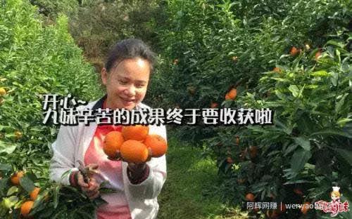 教你做三农领域的自媒体运营，小白也能入过万