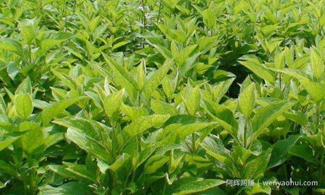 现在什么种植賺米？种植賺米就看这里