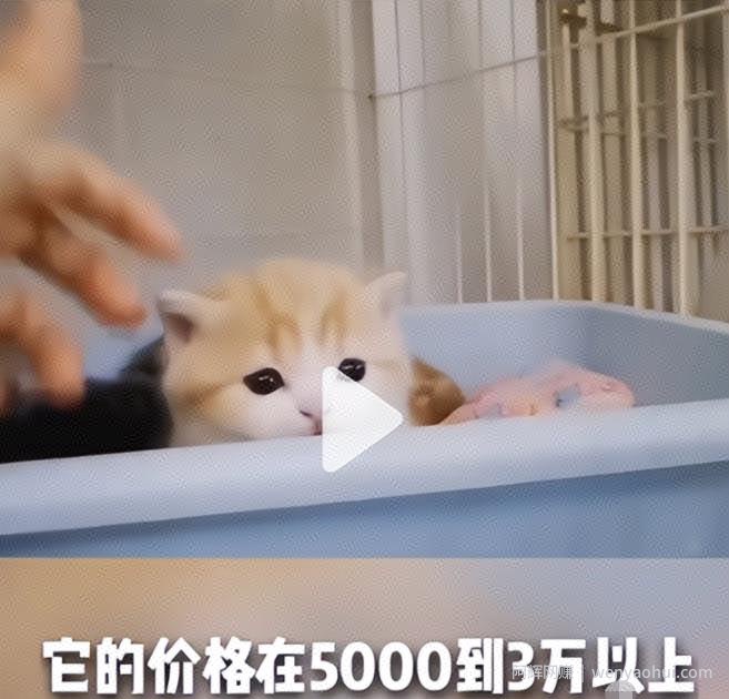 副业拍猫视频一公一母，日赚上万，人人可操作
