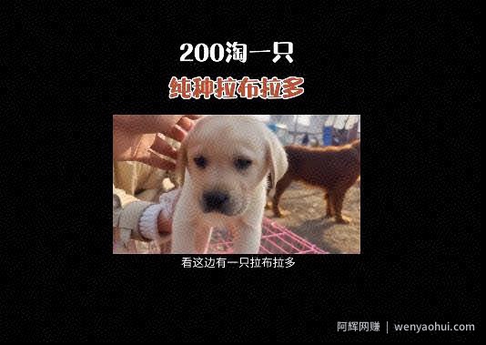 抖音快手卖猫狗，0门槛，月销30万！