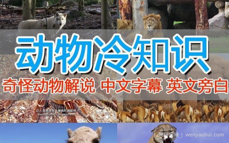 外面卖1699的国外纪录片解说（动物解说、美食、动画片）稳过中视频