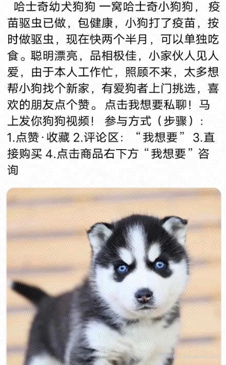 宠物领养引流，朋友圈周边变现