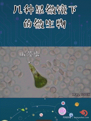 视频混剪：月入20w的短视频淘客玩法
