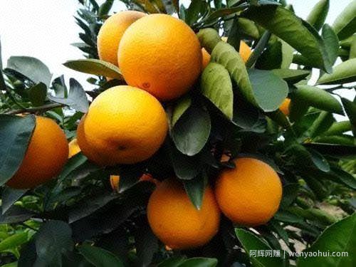 半天卖出500斤，这才是土特产賺米的秘诀